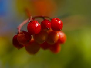 Превью обои ягоды, калина, гроздь, ветка, плоды, растение, макро