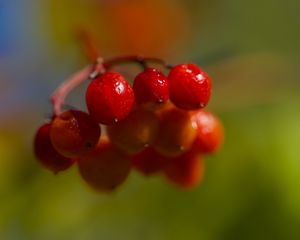 Превью обои ягоды, калина, гроздь, ветка, плоды, растение, макро