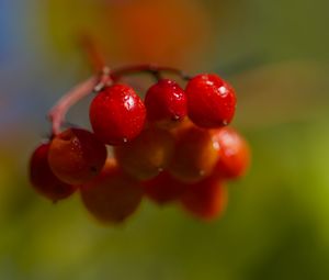 Превью обои ягоды, калина, гроздь, ветка, плоды, растение, макро