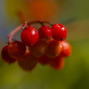 Превью обои ягоды, калина, гроздь, ветка, плоды, растение, макро