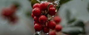 Превью обои ягоды, капли, макро, красный, мокрый, растение