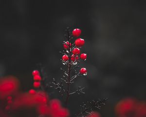 Превью обои ягоды, капли, макро, красный, мокрый