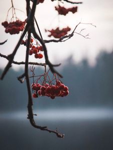 Превью обои ягоды, красный, ветки, растение, природа