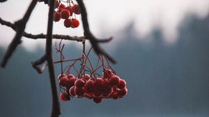 Превью обои ягоды, красный, ветки, растение, природа