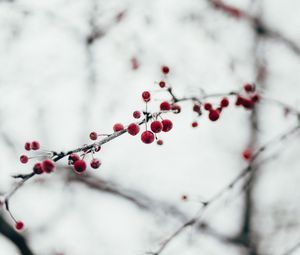 Превью обои ягоды, красный, замерзший, ветка