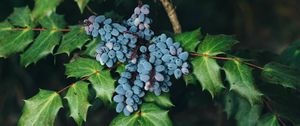 Превью обои ягоды, куст, листья, размытость