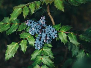 Превью обои ягоды, куст, листья, размытость