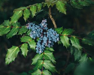 Превью обои ягоды, куст, листья, размытость