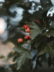 Превью обои ягоды, листья, макро, ветка