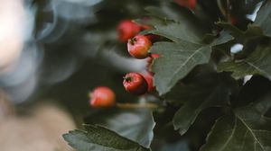 Превью обои ягоды, листья, макро, ветка