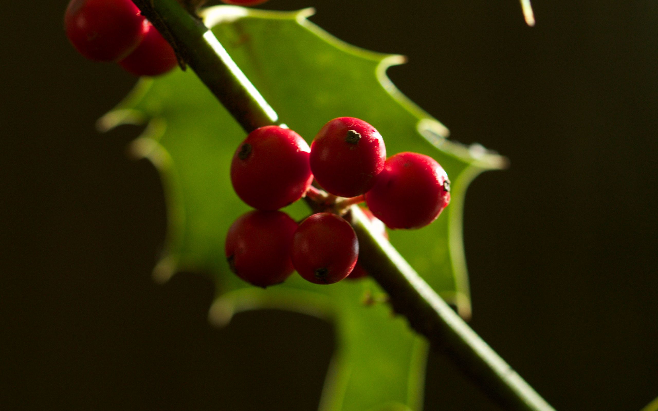 Berries leaves