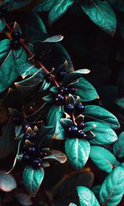 Превью обои ягоды, листья, ветки, макро, растение