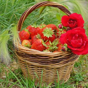 Превью обои ягоды, розы, клубника, корзинка