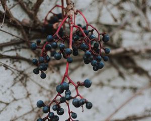 Превью обои ягоды, синий, гроздь, макро