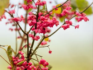 Превью обои ягоды, ветка, капли, розовый, макро
