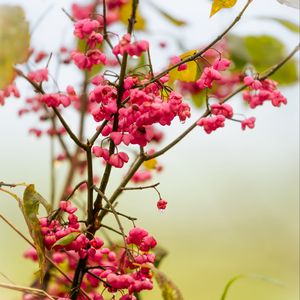 Превью обои ягоды, ветка, капли, розовый, макро