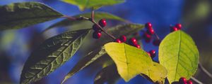 Превью обои ягоды, ветка, листья