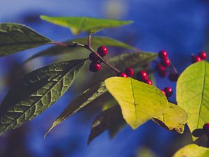 Превью обои ягоды, ветка, листья