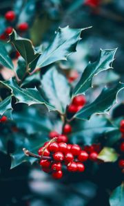 Превью обои ягоды, ветка, макро, листья, куст