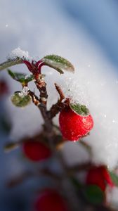 Превью обои ягоды, ветка, снег, зима, макро, растение, природа