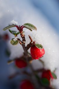 Превью обои ягоды, ветка, снег, зима, макро, растение, природа