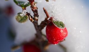 Превью обои ягоды, ветка, снег, зима, макро, растение, природа
