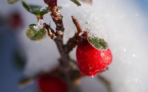 Превью обои ягоды, ветка, снег, зима, макро, растение, природа