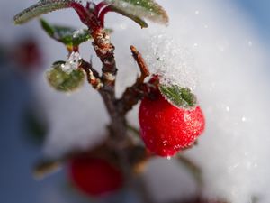 Превью обои ягоды, ветка, снег, зима, макро, растение, природа