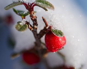 Превью обои ягоды, ветка, снег, зима, макро, растение, природа