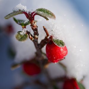 Превью обои ягоды, ветка, снег, зима, макро, растение, природа