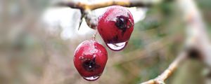 Превью обои ягоды, ветки, капли, макро, блики, блюр
