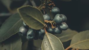 Превью обои ягоды, ветки, листья, макро