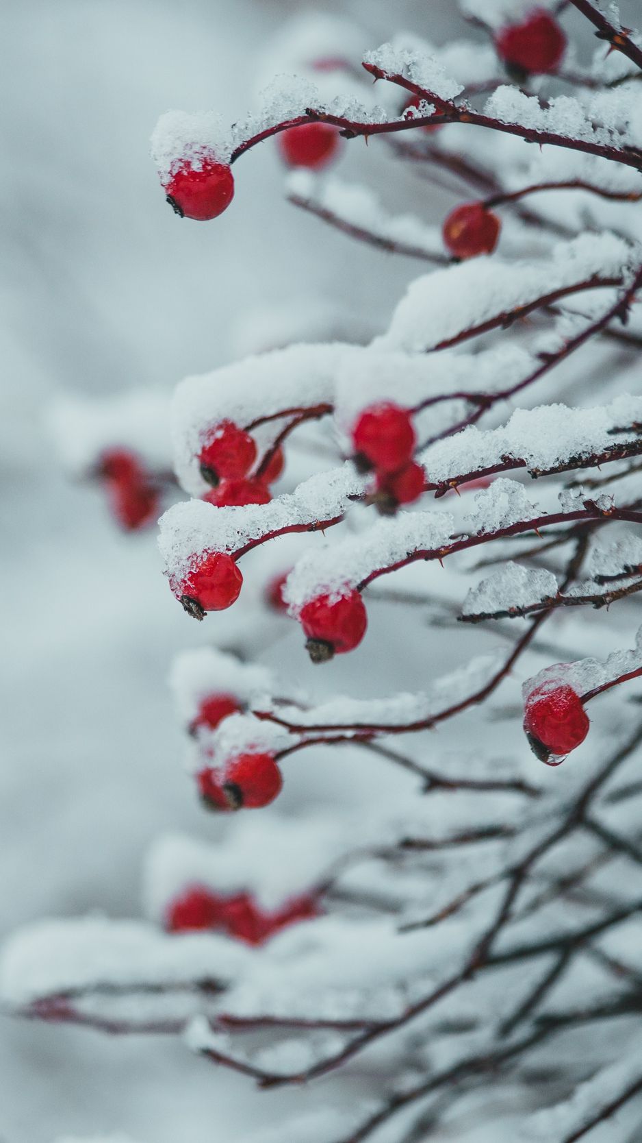 Литву завалило снегом: какие районы остались без электричества - , Sputnik Литва