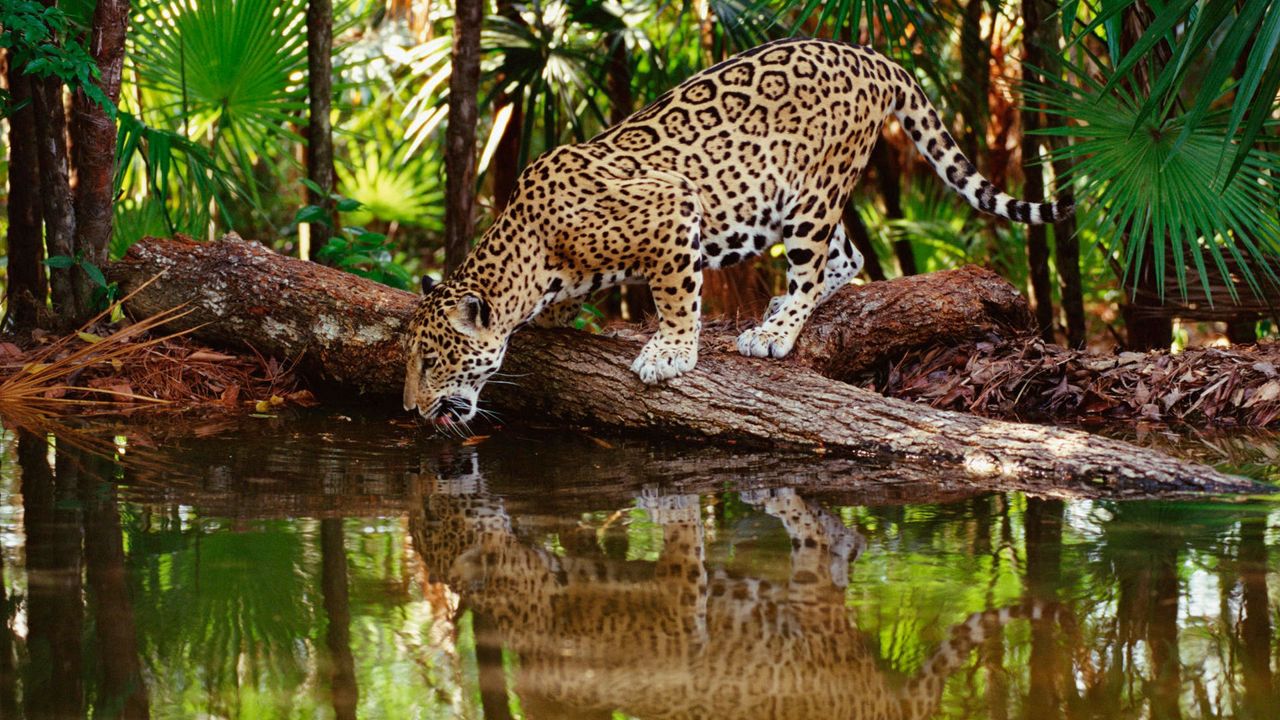 Обои ягуар, большая кошка, хищник, вода, пить, жажда, отражение, лес, деревья