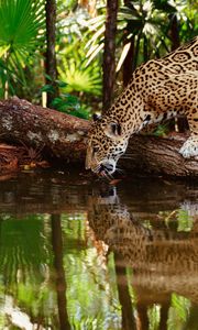 Превью обои ягуар, большая кошка, хищник, вода, пить, жажда, отражение, лес, деревья