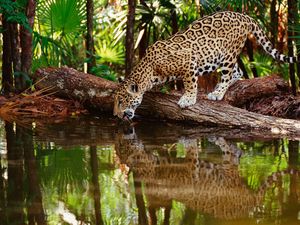 Превью обои ягуар, большая кошка, хищник, вода, пить, жажда, отражение, лес, деревья