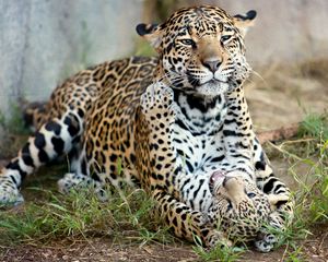Превью обои ягуар, детёныш ягуара, котёнок, материнство, хищники, кошки