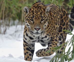 Превью обои ягуар, снег, большая кошка, прогулка