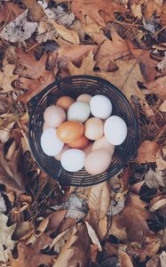 Превью обои яйца, осень, корзинка, листва