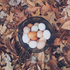 Превью обои яйца, осень, корзинка, листва