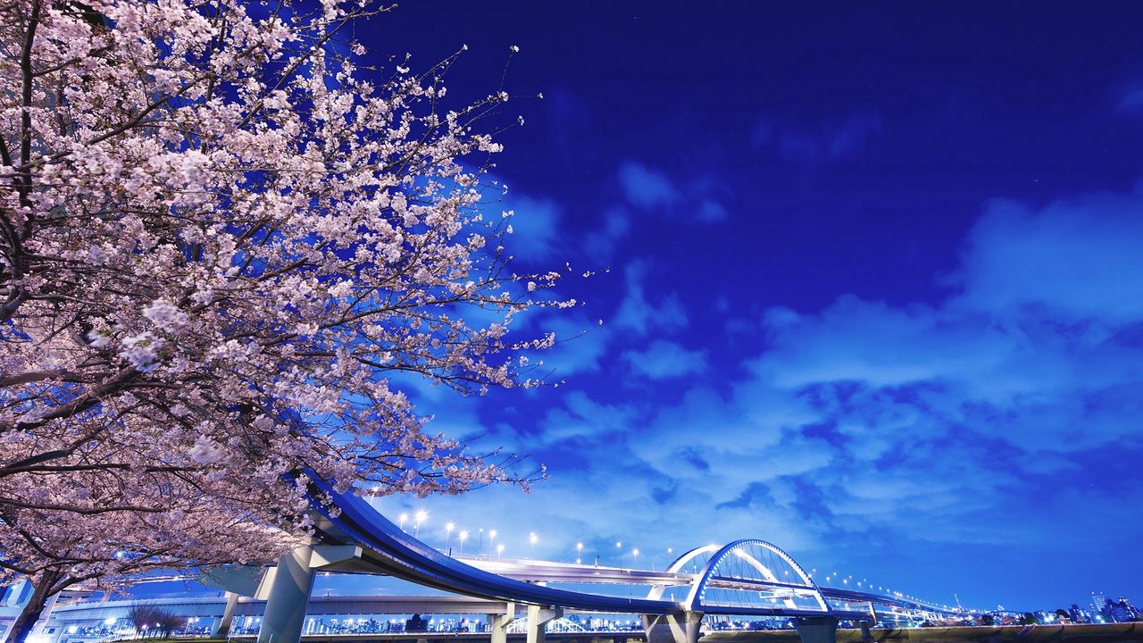 Обои япония, хоккайдо, мост, сакура