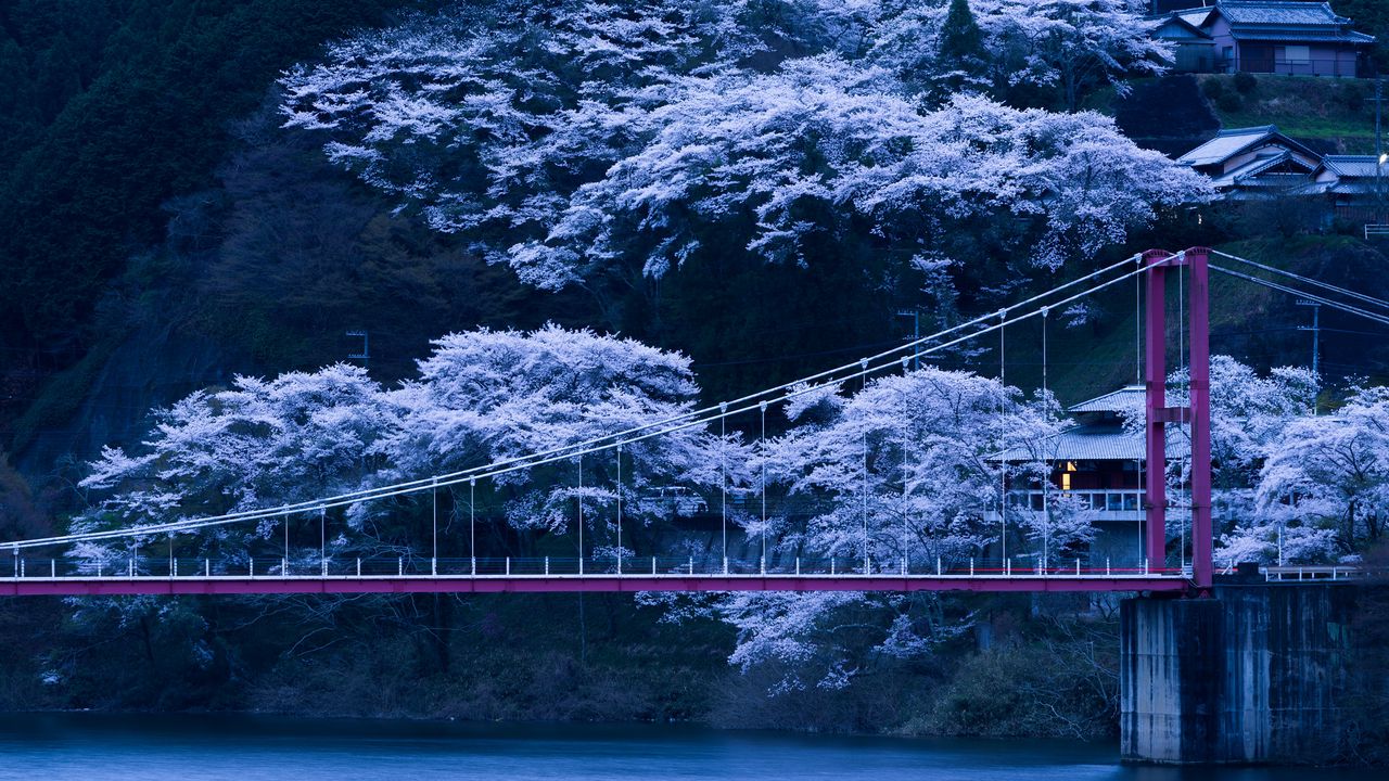 Обои япония, мост, сакура, ночь
