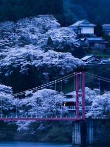 Превью обои япония, мост, сакура, ночь