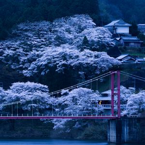 Превью обои япония, мост, сакура, ночь