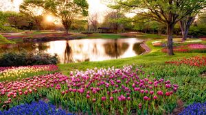 Превью обои япония, токио, утро, солнце, лучи, восход, парк, пруд, деревья, цветы, мускари, синие, тюльпаны, разноцветные