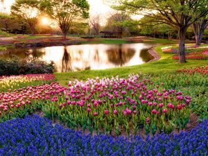 Превью обои япония, токио, утро, солнце, лучи, восход, парк, пруд, деревья, цветы, мускари, синие, тюльпаны, разноцветные