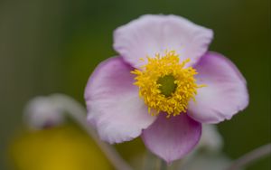 Превью обои японская анемона, цветок, лепестки, макро, растение