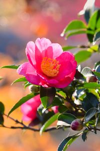 Превью обои японская камелия, цветок, лепестки, листья, розовый