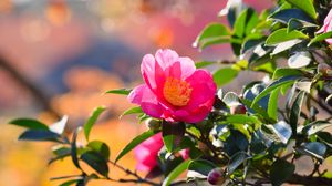 Превью обои японская камелия, цветок, лепестки, листья, розовый