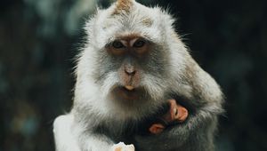 Превью обои японская макака, обезьяна, серый, животное
